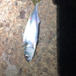 何だかねェ〜サバゲー(´༎ຶོρ༎ຶོ`)