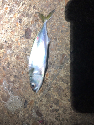 何だかねェ〜サバゲー(´༎ຶོρ༎ຶོ`)