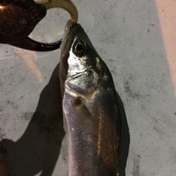 跳ねてるが渋い