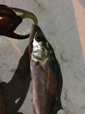 跳ねてるが渋い