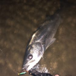 爆風シーバス！