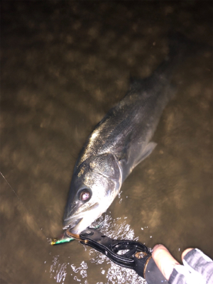 爆風シーバス！