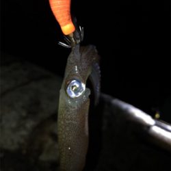 初の80杯オーバー\(^^)/ヒイカ釣り