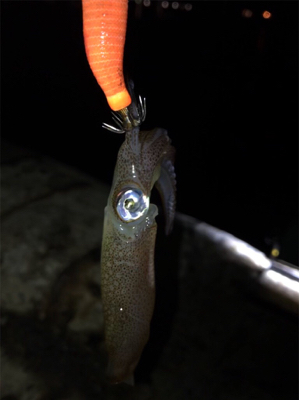 初の80杯オーバー\(^^)/ヒイカ釣り