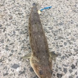 ヒトデのあらし