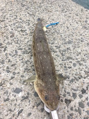 ヒトデのあらし