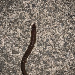 ショアジギから穴子