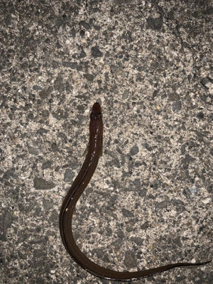 ショアジギから穴子