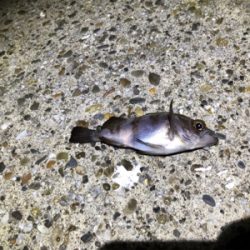 メバルプラッキング！