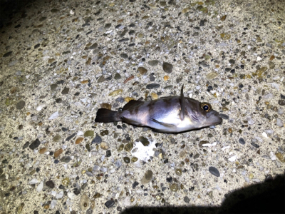 メバルプラッキング！