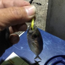 寒い！風強い！寒い‼︎