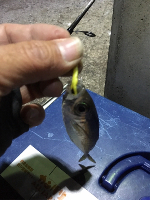 寒い！風強い！寒い‼︎