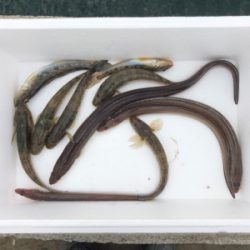 カレイ狙いの久々の投げ釣り