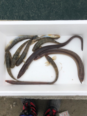 カレイ狙いの久々の投げ釣り