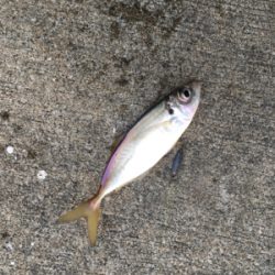 極寒のなか根魚狙い