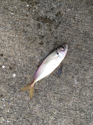 極寒のなか根魚狙い