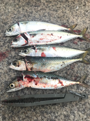 サバサバサバサバ〜