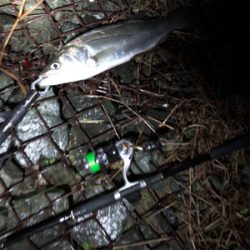 極寒のシーバス釣行