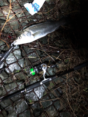 極寒のシーバス釣行