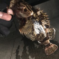 ハードロックフィッシュタックル勝負