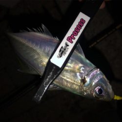 芦屋浜アジング