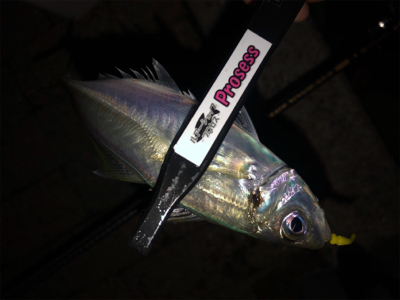 芦屋浜アジング