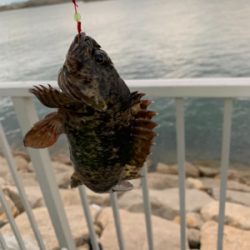 サビキでアジ！