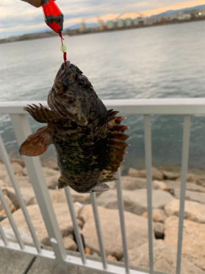 サビキでアジ！