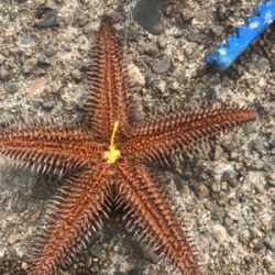 本命坊主 フカセ釣り