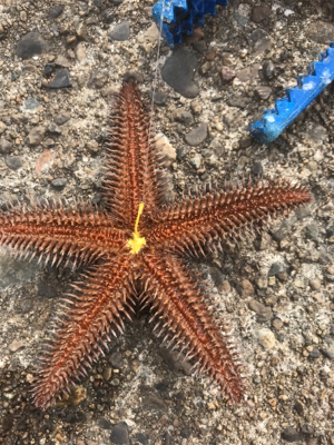 本命坊主 フカセ釣り