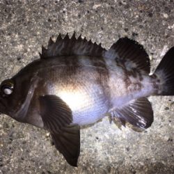 明石周辺メバリング