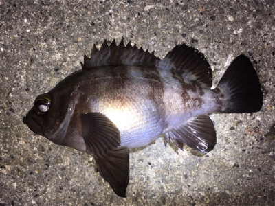 明石周辺メバリング