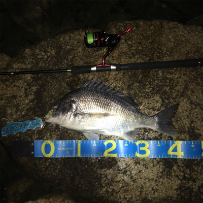 淀川ブリームゲーム お帰りなさい