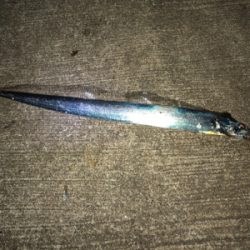 まだまだしぶとく太刀魚狙い