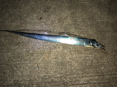 まだまだしぶとく太刀魚狙い