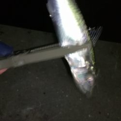 ナイトアジング