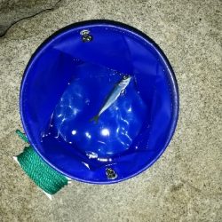 アジングそしてミニシーバス