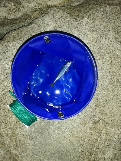 アジングそしてミニシーバス