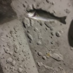 だいぶ渋い。。