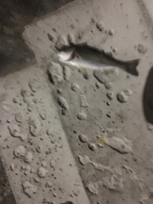 だいぶ渋い。。