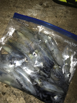寒い中でのヒイカ釣り