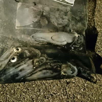 釣り初めての友人と夜釣りへ