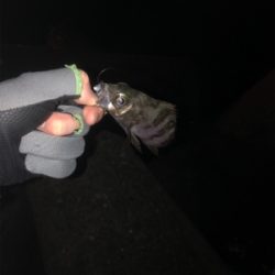 釣れる方法教えてください！