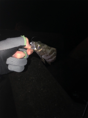 釣れる方法教えてください！