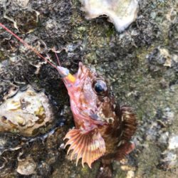 青物終わりかな