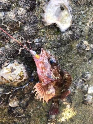 青物終わりかな