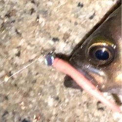 メバルを釣りたくて