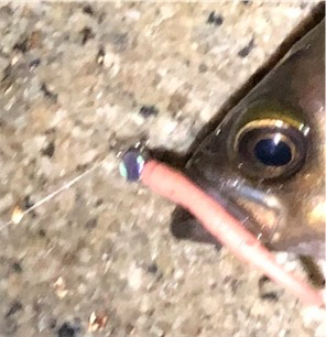 メバルを釣りたくて