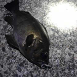 メバルいい感じ