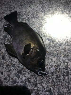 メバルいい感じ